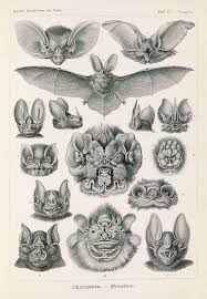 Image result for ernst haeckel