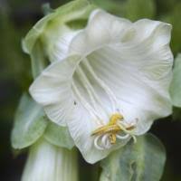 Image result for Helichrysum subulifolium