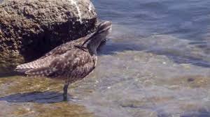 Image result for Numenius hudsonicus