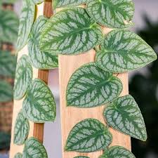 Attēlu rezultāti vaicājumam “Melandrya dubia”