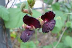 Attēlu rezultāti vaicājumam “Siphoptychium violaceum macro”