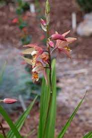 Attēlu rezultāti vaicājumam “Betula humilis male flower”