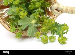 Image result for Alchemilla vulgaris