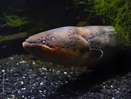 Image result for электрический