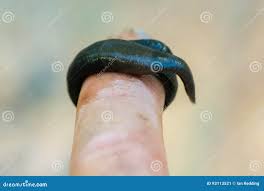 Attēlu rezultāti vaicājumam “Haemopis sanguisuga”