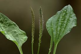 Attēlu rezultāti vaicājumam “Plantago major leaf”