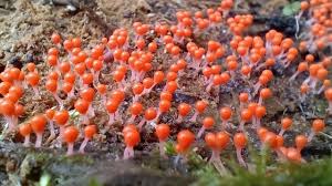 Attēlu rezultāti vaicājumam “Hemitrichia decipiens young”