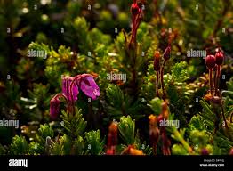 Attēlu rezultāti vaicājumam “Empetrum nigrum flower”