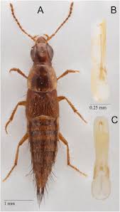 Attēlu rezultāti vaicājumam “Lycogala convexum young”