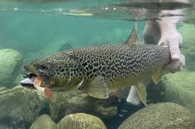 Image result for Salmo marmoratus
