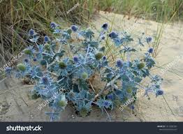 Attēlu rezultāti vaicājumam “Eryngium maritimum”