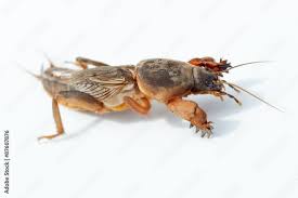 Attēlu rezultāti vaicājumam “Gryllotalpa gryllotalpa”