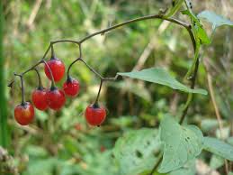 Attēlu rezultāti vaicājumam “Solanum dulcamara fruit”