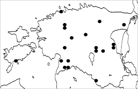 Attēlu rezultāti vaicājumam “Arthonia vinosa”