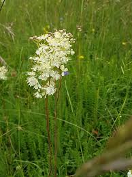 Image result for Filipendula vulgaris