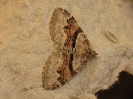 Attēlu rezultāti vaicājumam “Xanthorhoe designata”