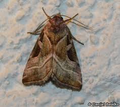 Attēlu rezultāti vaicājumam “Eucarta virgo”