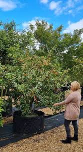 Attēlu rezultāti vaicājumam “Malus sylvestris”