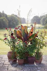 Attēlu rezultāti vaicājumam “Molinia caerulea flower”