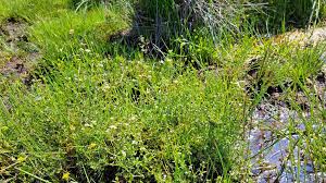 Attēlu rezultāti vaicājumam “Galium palustre fruit”