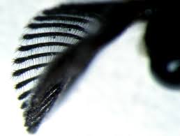 Attēlu rezultāti vaicājumam “Diprion pini female”