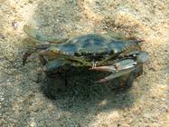 Image result for Callinectes sapidus