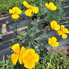 Attēlu rezultāti vaicājumam “Eschscholzia californica leaf”