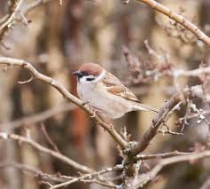 Attēlu rezultāti vaicājumam “Jodis putata”