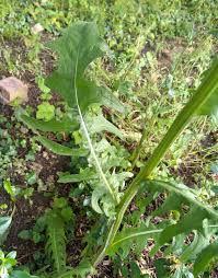 Attēlu rezultāti vaicājumam “Crepis biennis leaf”