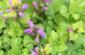 Attēlu rezultāti vaicājumam “Lamium maculatum”