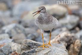 Image result for Tringa brevipes