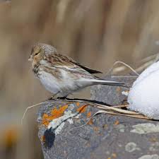 Image result for twite photo