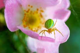 Attēlu rezultāti vaicājumam “Araniella”