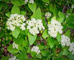 Attēlu rezultāti vaicājumam “Viburnum lantana”