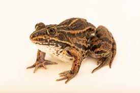 Attēlu rezultāti vaicājumam “Pelophylax”