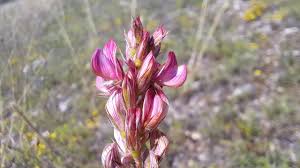 Attēlu rezultāti vaicājumam “Onobrychis arenaria leaf”