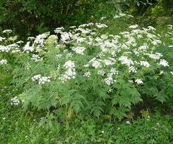 Image result for Chaerophyllum aureum