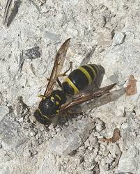 Attēlu rezultāti vaicājumam “Ancistrocerus sp.”