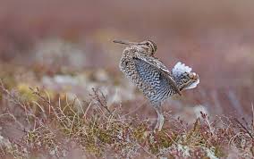 Image result for Gallinago media