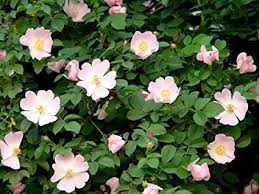 Image result for Rosa canina