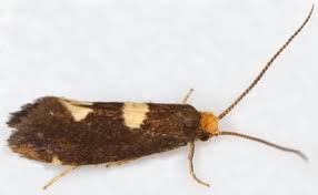 Attēlu rezultāti vaicājumam “Incurvariidae”