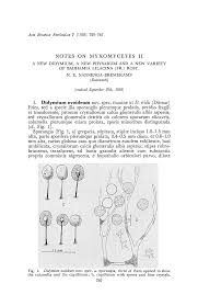 Attēlu rezultāti vaicājumam “Badhamia lilacina sessile”