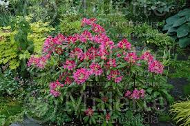 Image result for haaga tehron