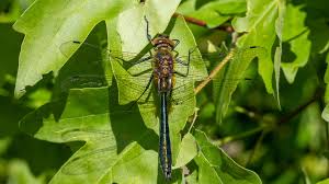 Attēlu rezultāti vaicājumam “Cordulia aenea”