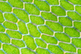 Attēlu rezultāti vaicājumam “Cinclidium stygium”