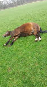 Image result for Dalkeith Park Equestrian Club