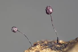 Attēlu rezultāti vaicājumam “Cribraria violacea macro”