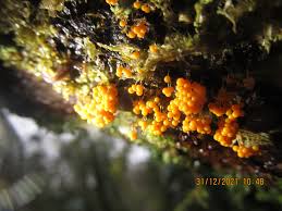 Attēlu rezultāti vaicājumam “Badhamia lilacina young”