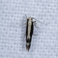 Attēlu rezultāti vaicājumam “Elachistidae”