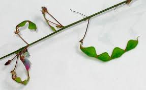 Attēlu rezultāti vaicājumam “Diderma ochraceum plasmodium”